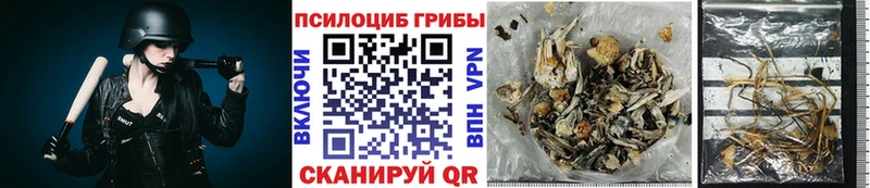 Купить закладки  Себеж  Псилоцибиновые грибы Cubensis 